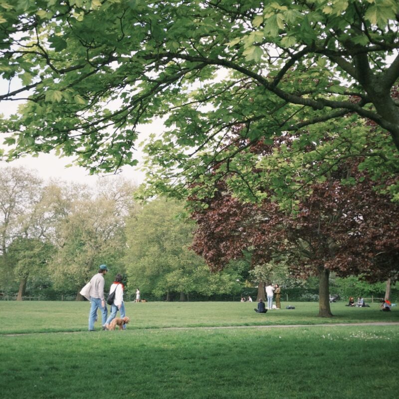 Two people walk a small dog across a grassy park lawn under large shade trees, with others relaxing on the grass in the distance.