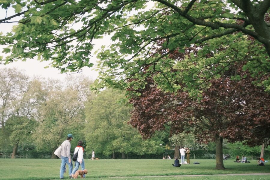 Two people walk a small dog across a grassy park lawn under large shade trees, with others relaxing on the grass in the distance.