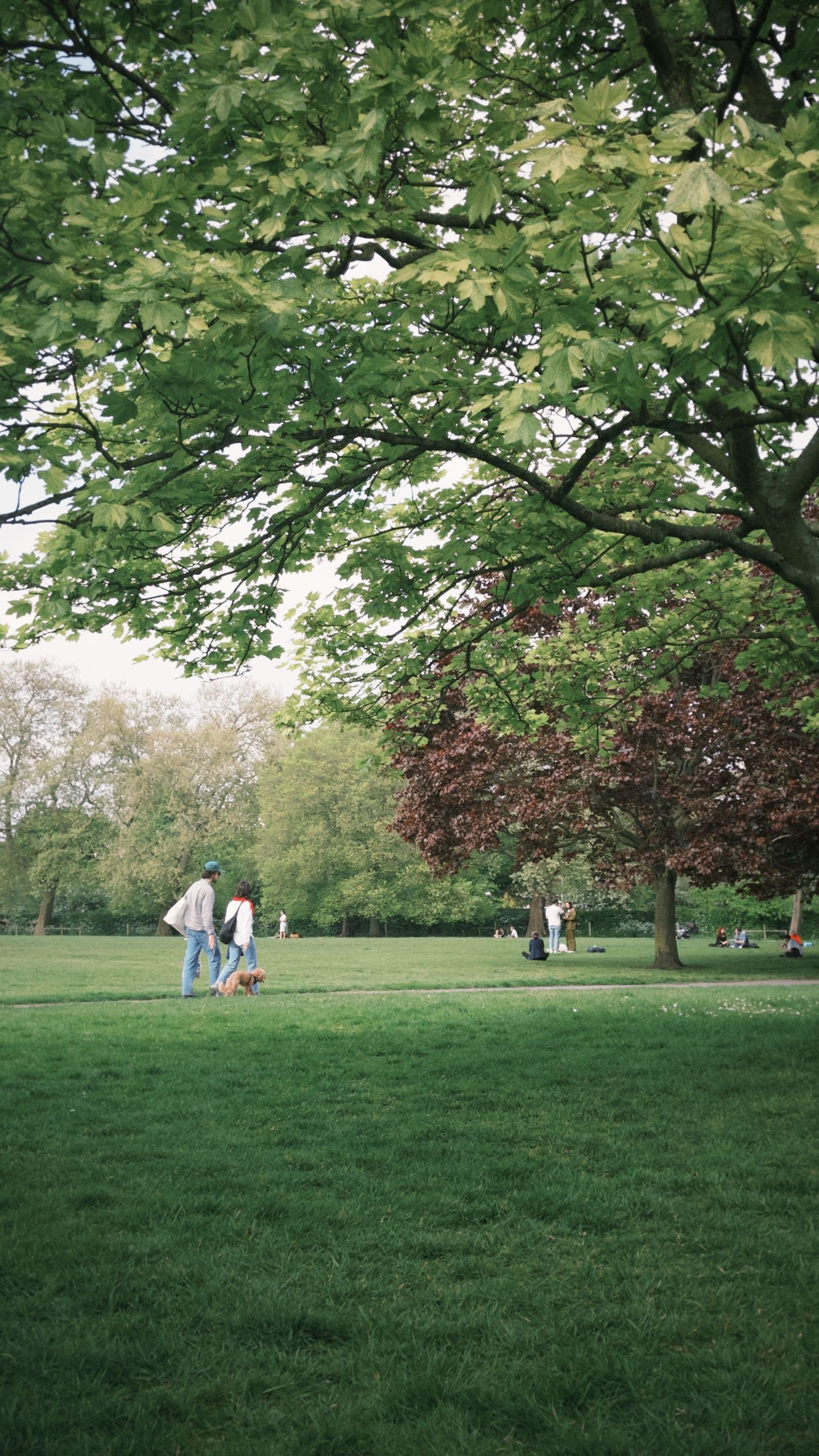 Two people walk a small dog across a grassy park lawn under large shade trees, with others relaxing on the grass in the distance.